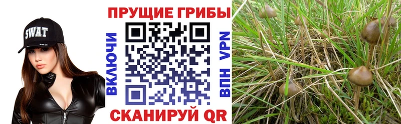 Купить закладки  Абакан  Галлюциногенные грибы Psilocybine cubensis 